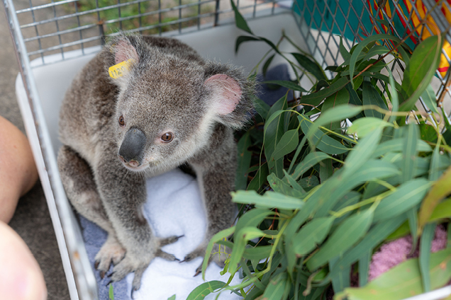 Koala in care with RSPCA Qld Wildlife Hospital